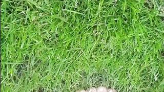 Sexy young feet playing in the grass