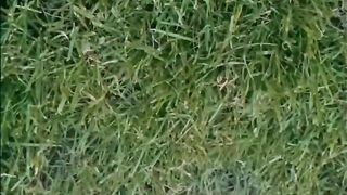 Sexy young feet playing in the grass