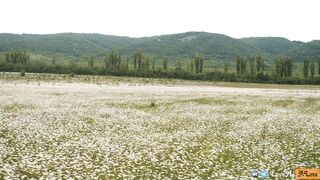 Risky sex outdoors, blowjob and sex in a chamomile field in nature. Doggy style, pussy close-up