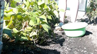 Beans harvest