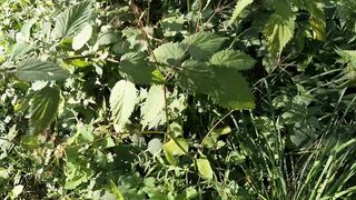 Public nettles in bra - directors cut