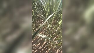 19 yr old cums in public corn field